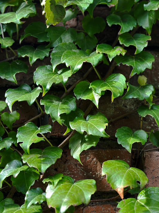 Ampelopsis tricuspidata (Enredadera del Crandon)
