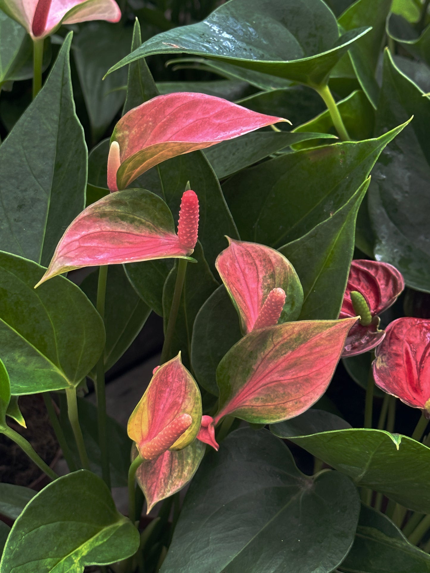 Anthurium mini