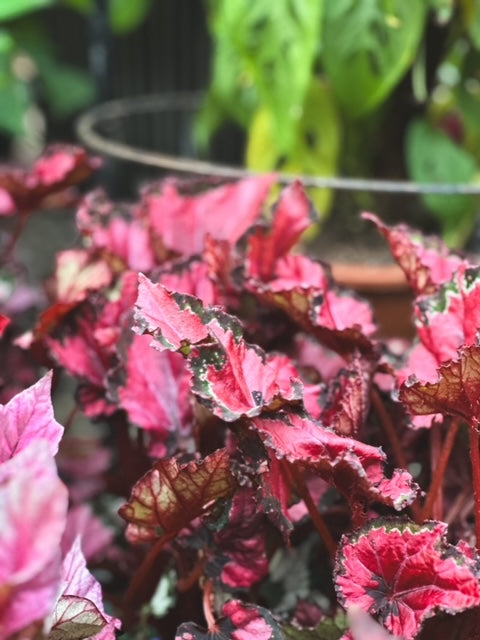 Begonia Rex
