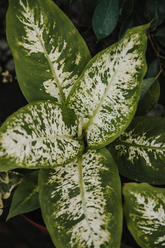 Dieffenbachia 'Camilla'