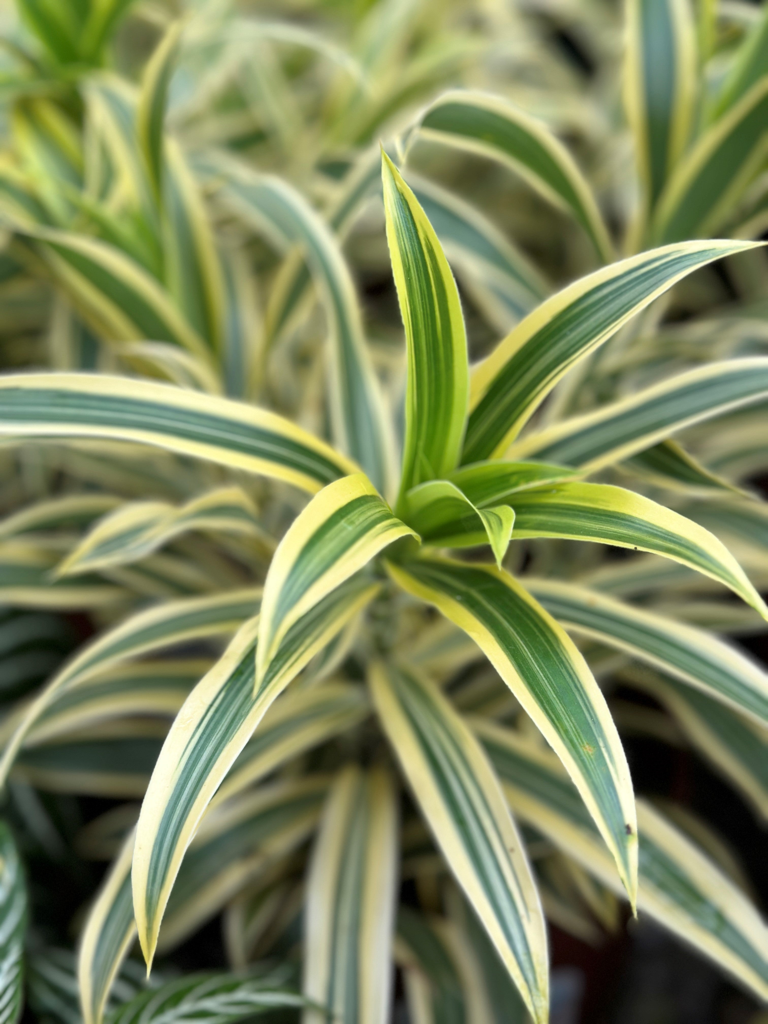 Song Of India Dracena