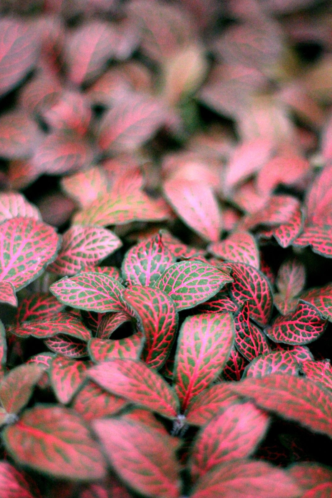 Fittonia
