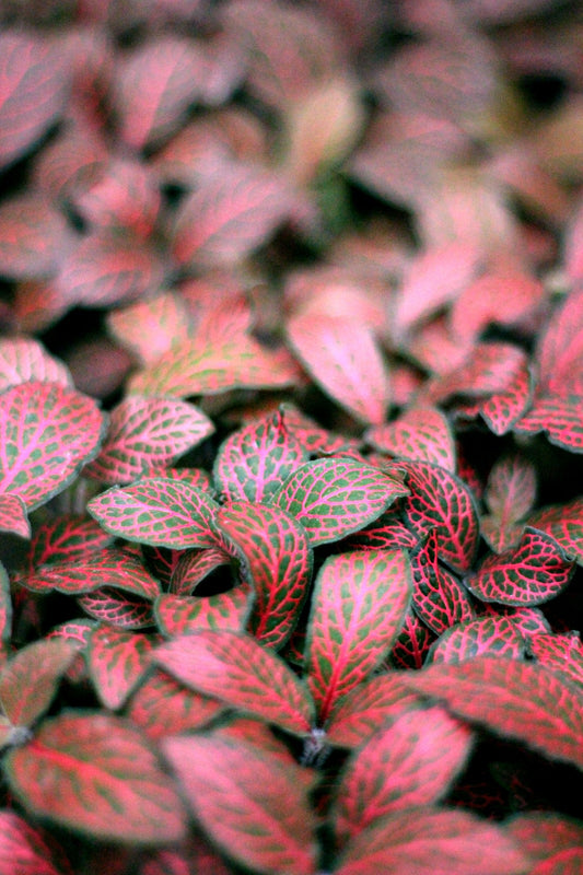 Fittonia