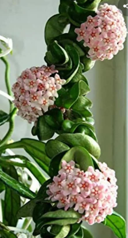 Hoya carnosa (Flor de nácar)