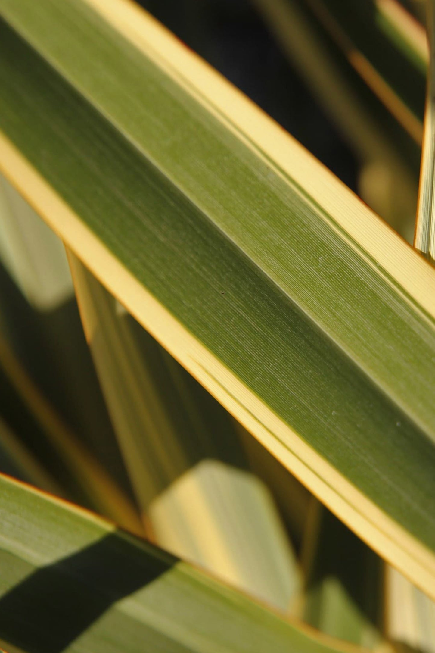 Fornio variegado
