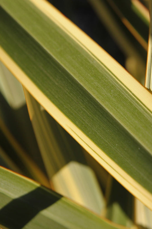 Fornio variegado
