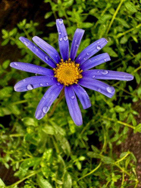 Agatea Felicia