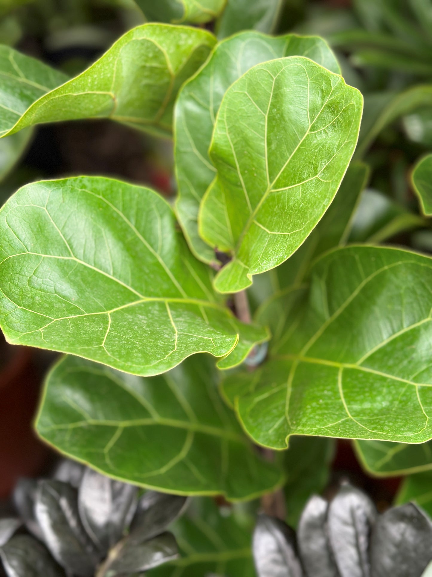 Ficus lyrata compacto