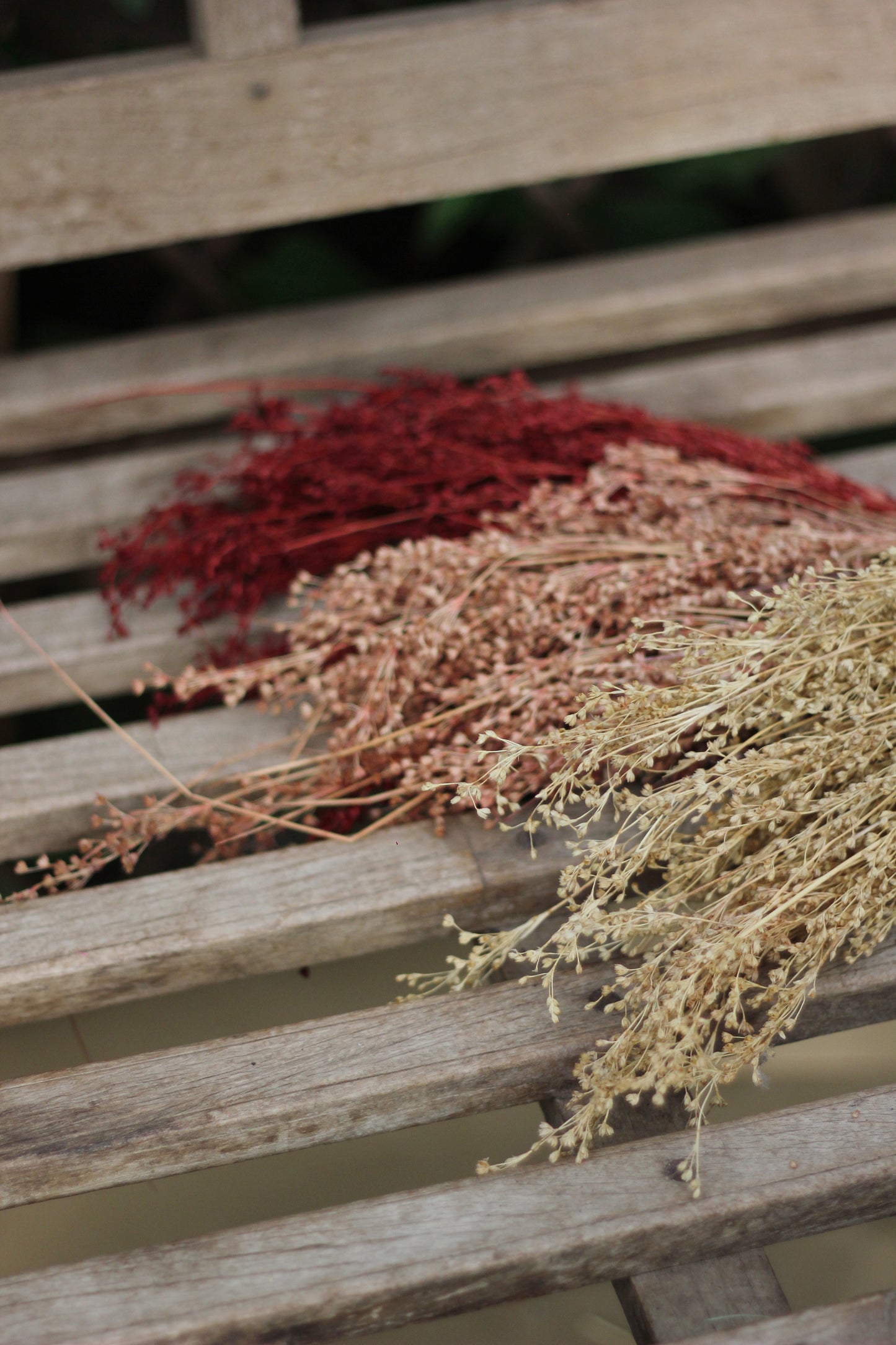 Estrellita preservada