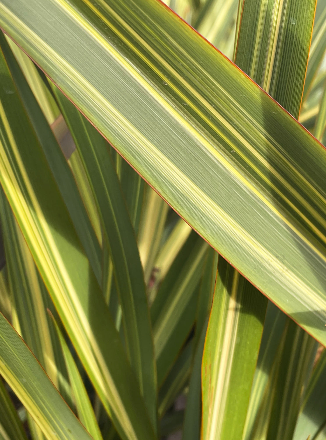 Fornio Erecta Variegado
