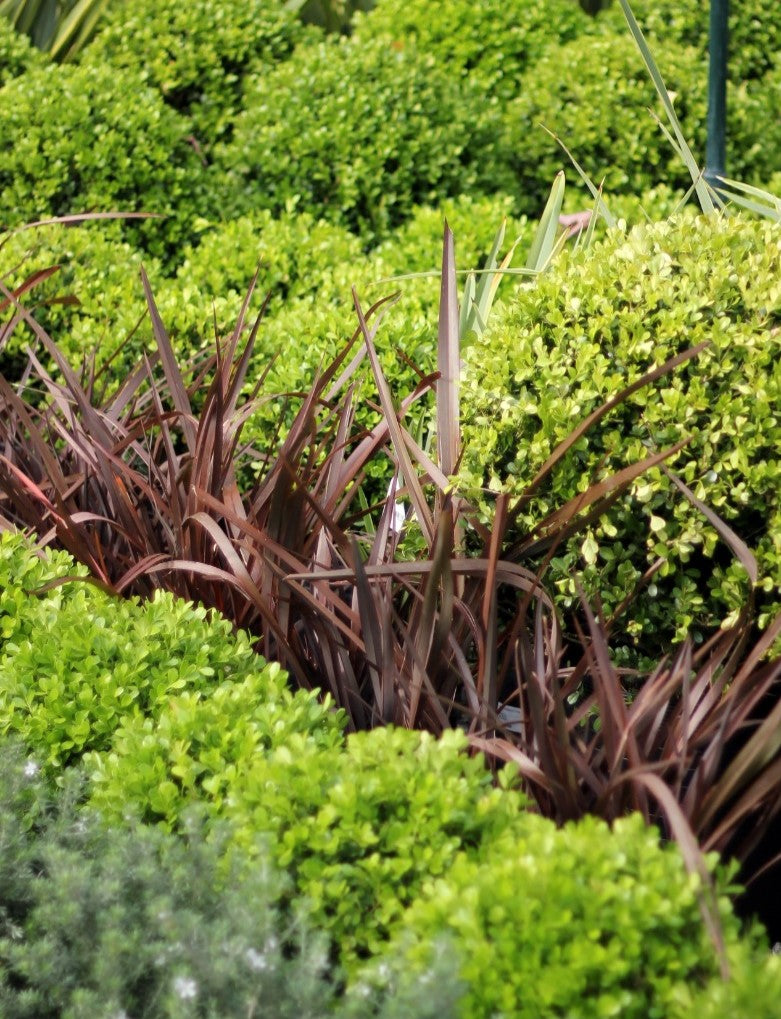 Fornio morado enano de hoja fina