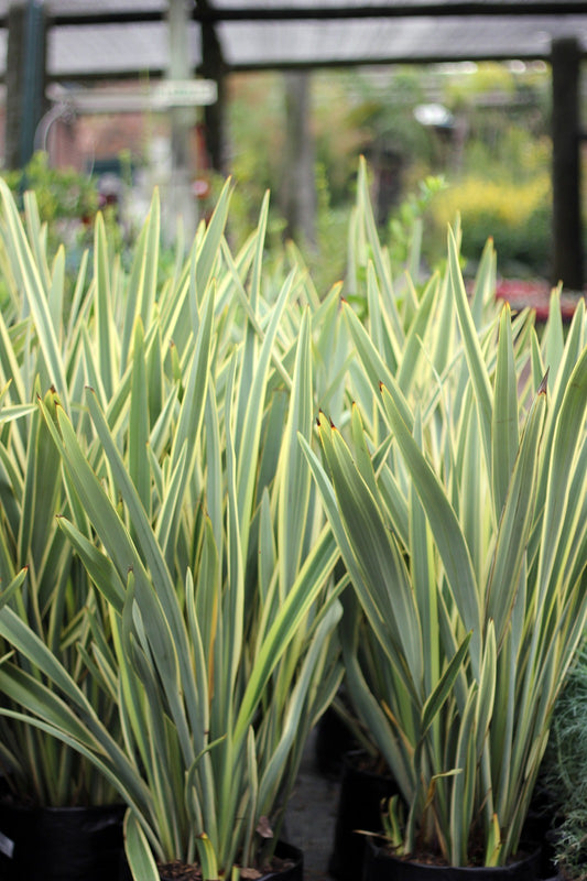 Fornio variegado enano