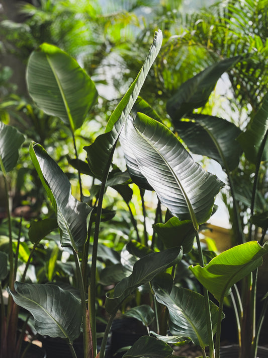 Strelitzia nicolai
