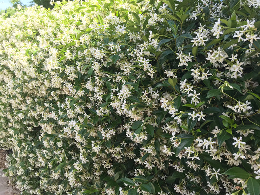 Jazmín de leche o Jazmín estrella