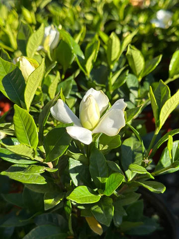 Jazmín Augusta (de todo el año) injertado