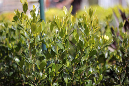 Jazmín Augusta (de todo el año) injertado