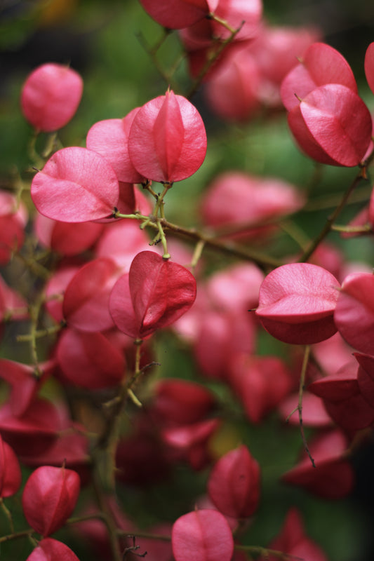 Koelreuteria paniculata
