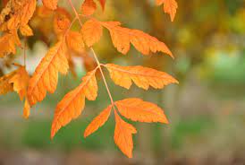 Koelreuteria paniculata