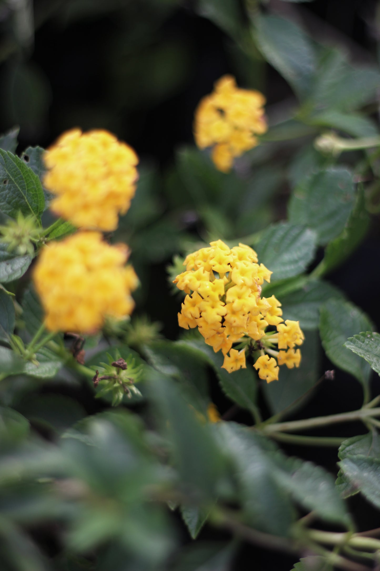 Lantana rastrera