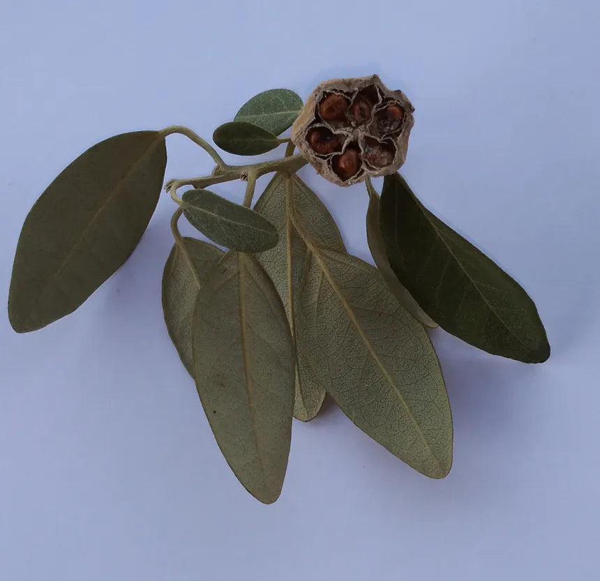 Lagunaria patersonii