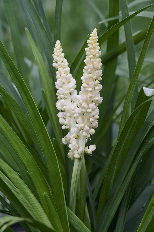 Liriope de flor blanca