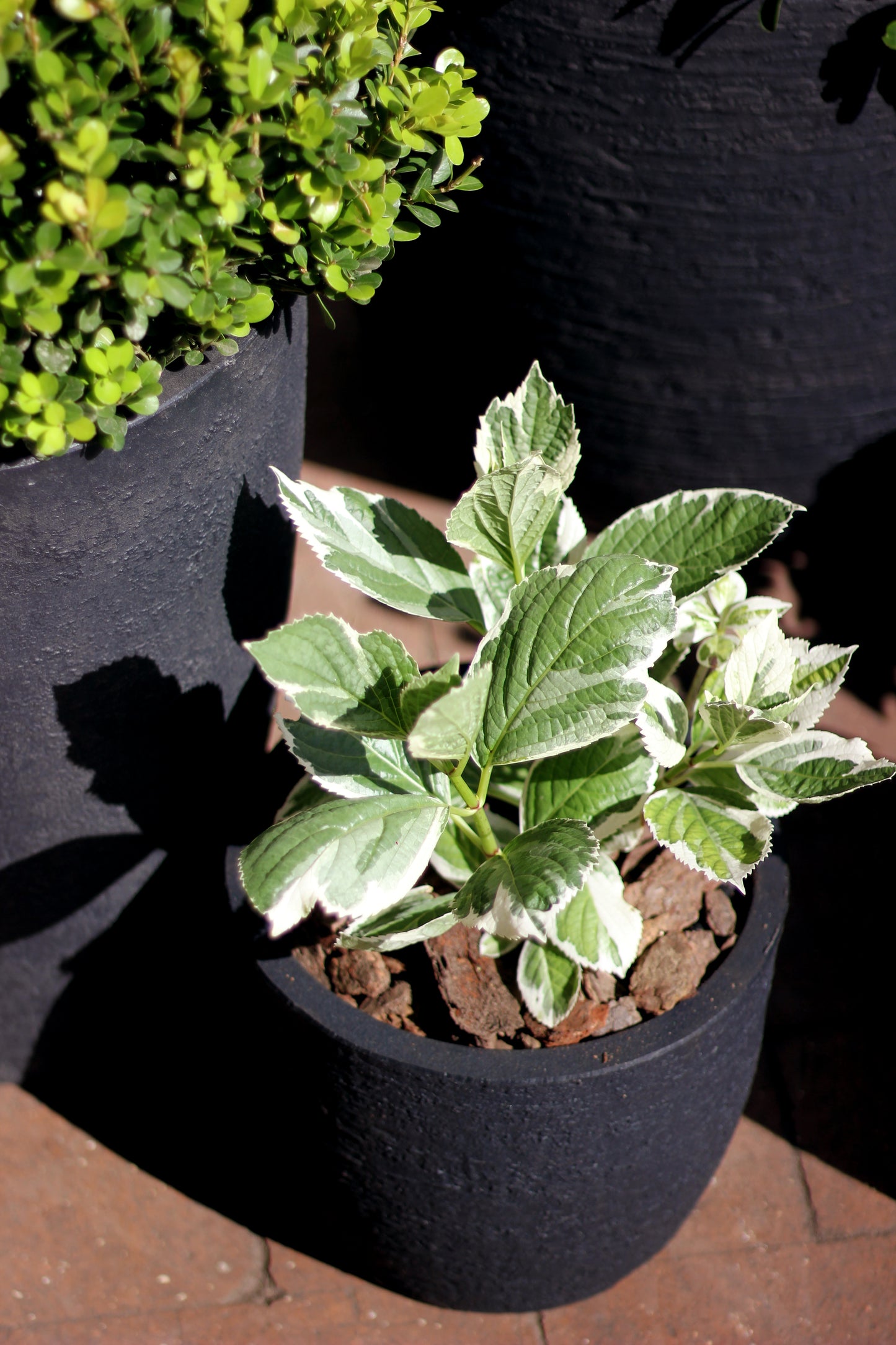 Maceta rotomoldeada cónica baja