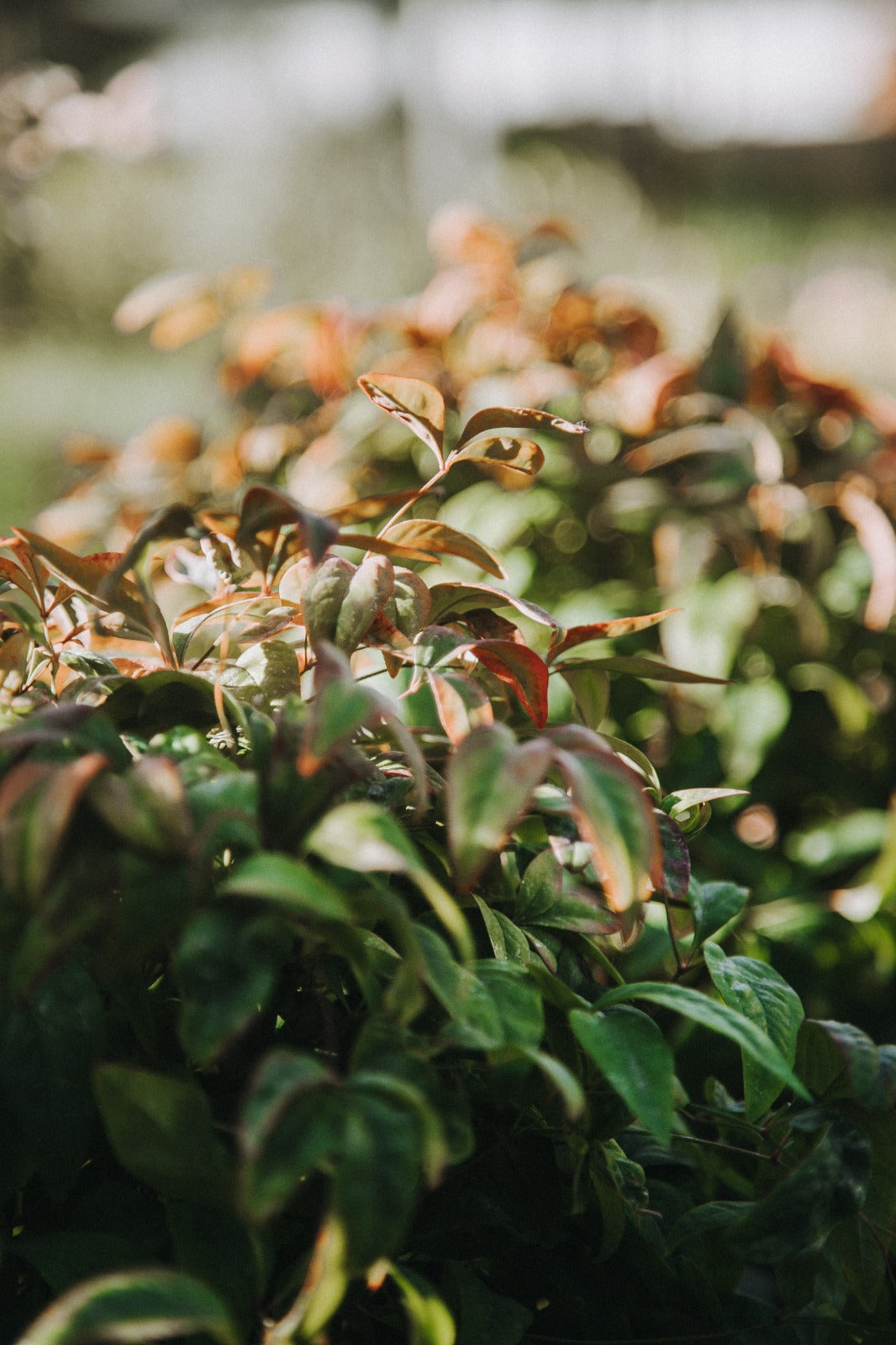 Nandina 'Firepower'