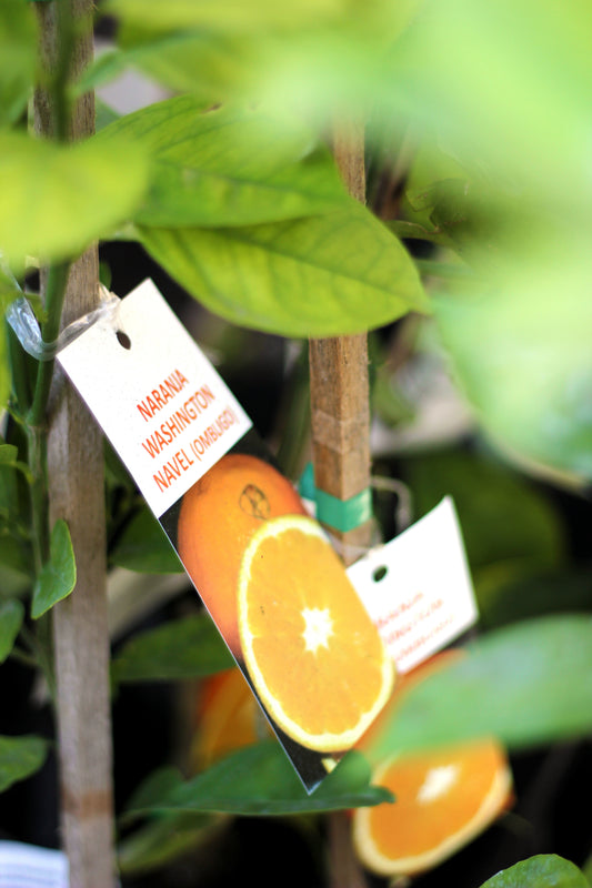 Naranja de Ombligo