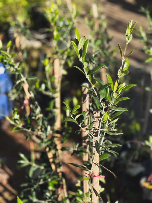 Olivo Arbequina