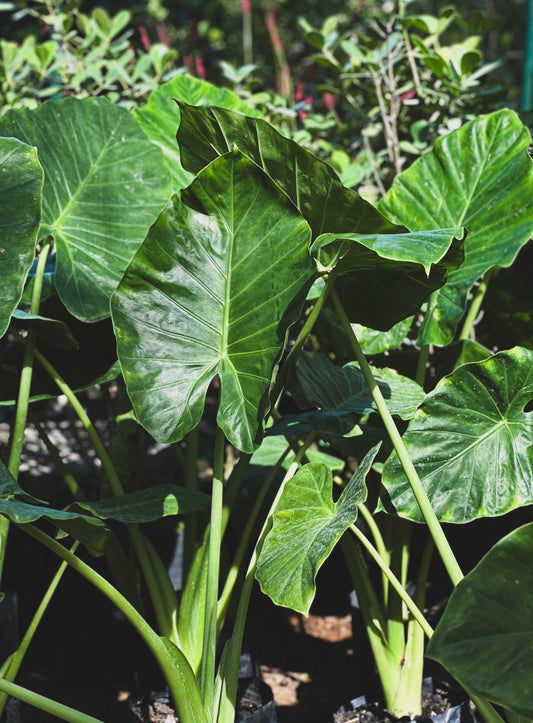 Alocasia (Oreja de Elefante)
