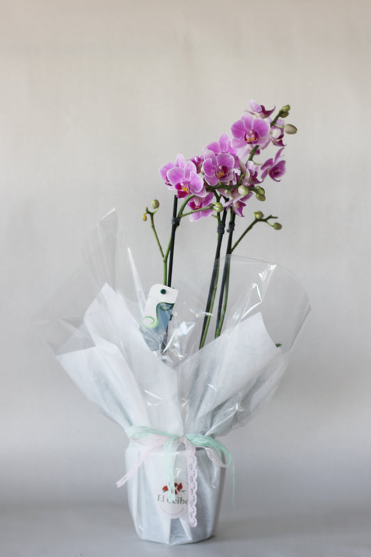 Orquídea para regalo