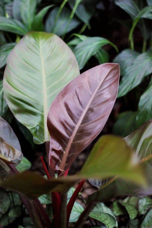 Philodendron Imperial red