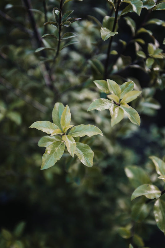 Pittosporum nigricans