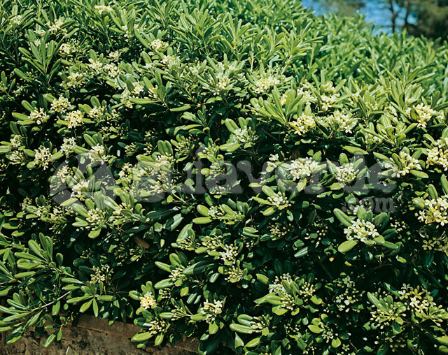 Pittosporum tobira