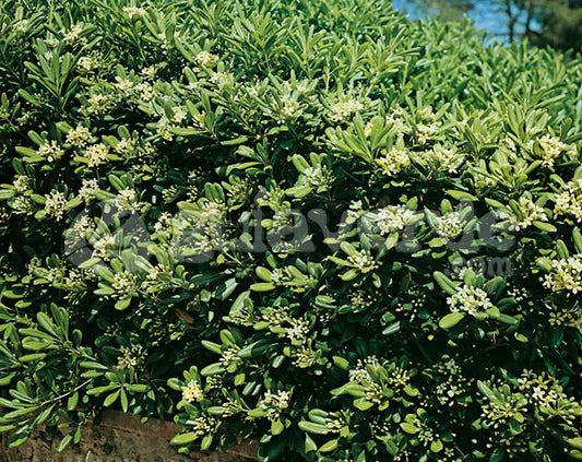 Pittosporum tobira
