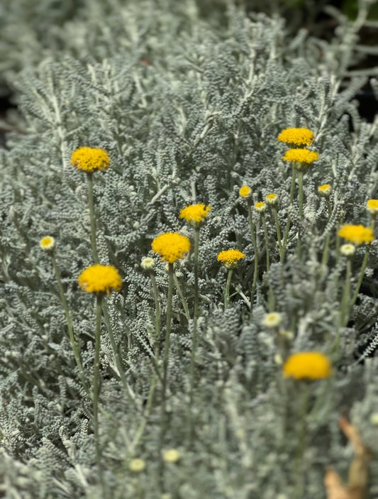 Santolina gris