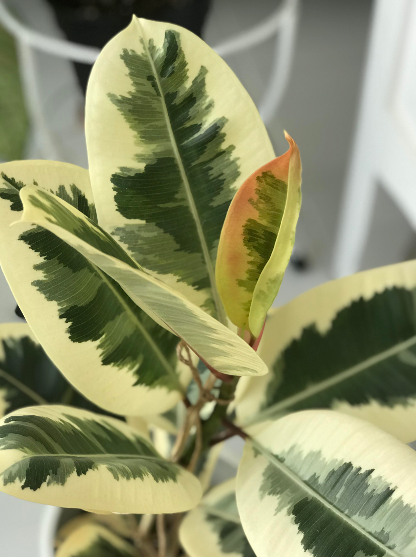 Ficus elastica variegado