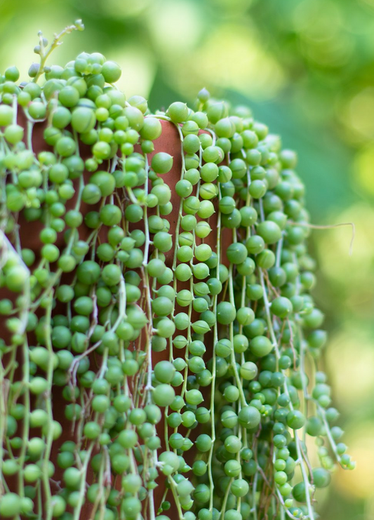Senecio rowleyanus (Rosario)