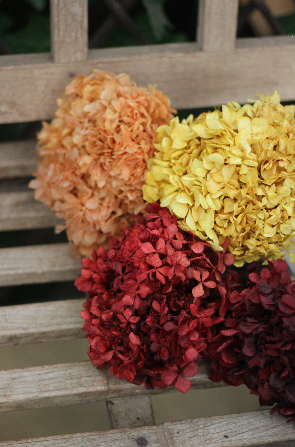 Hortensia preservada, image size:1000x1514