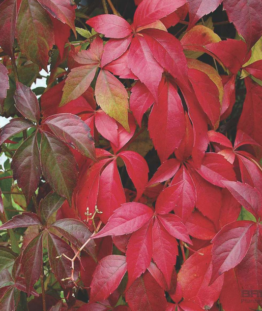 Ampelopsis quinquefolia (Vitex)