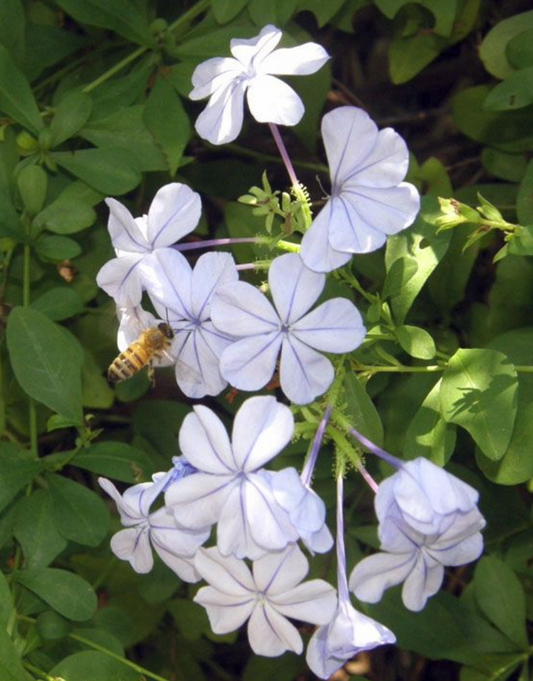 Plumbago