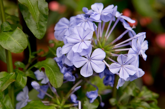 Plumbago