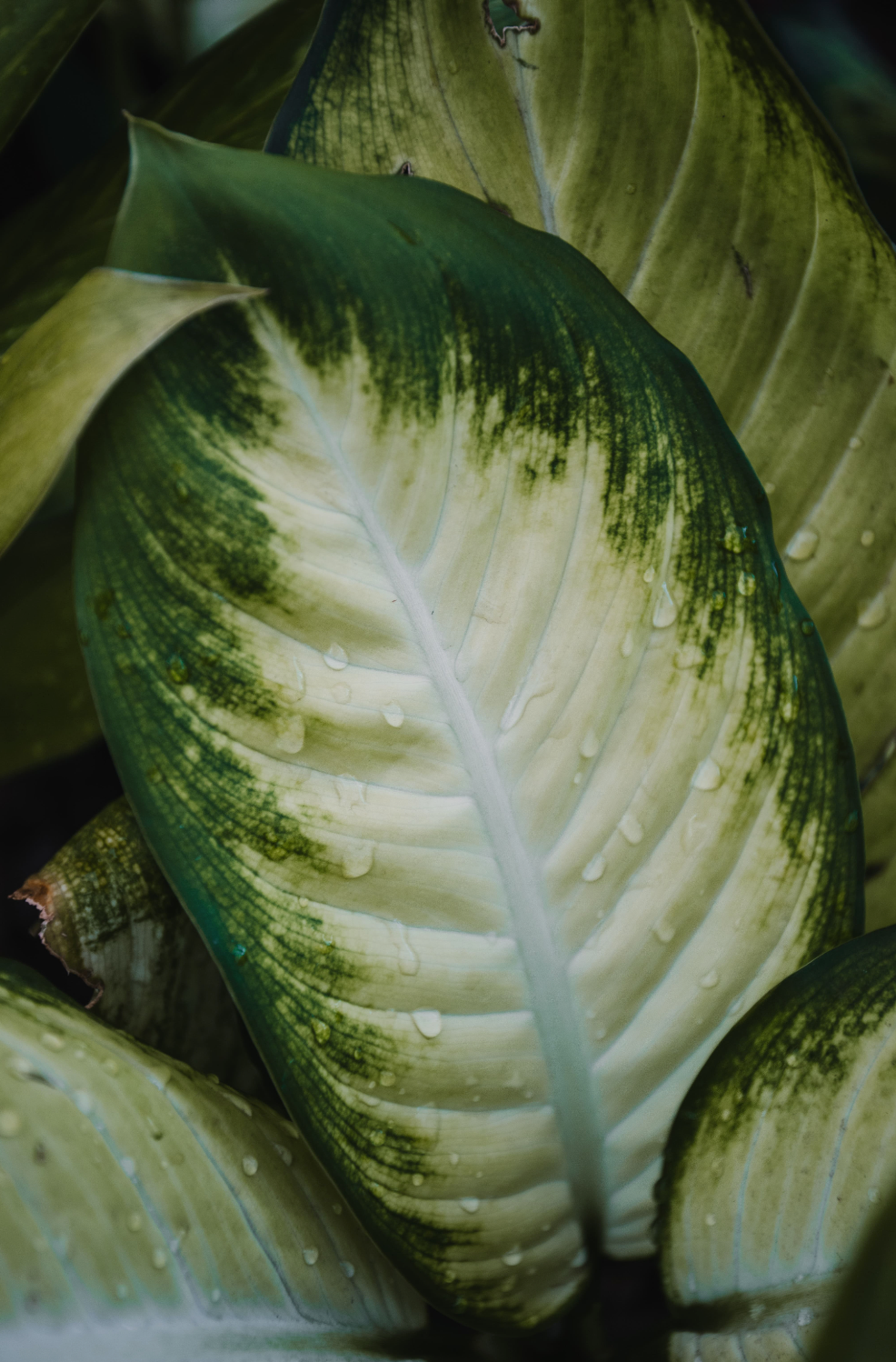 dieffenbachia mariana cuidados Dieffenbachia 'Mariana' – Vivero El Ceibo