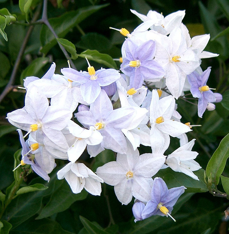 Solanum jasminoides o laxum