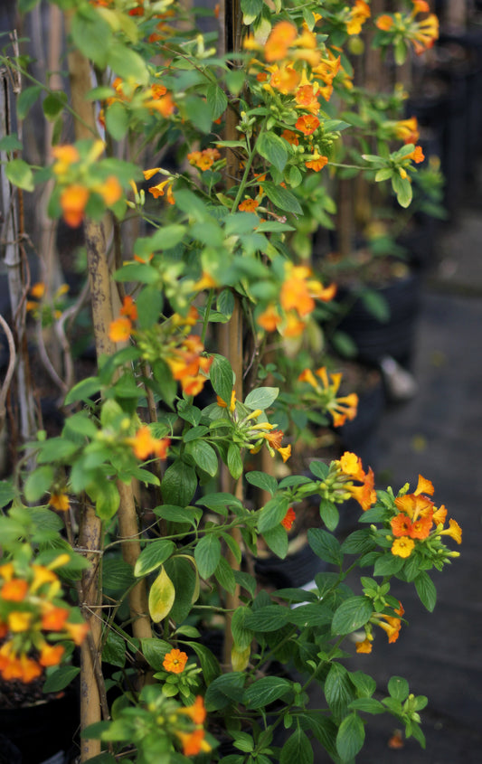 Streptosolen jamesonii