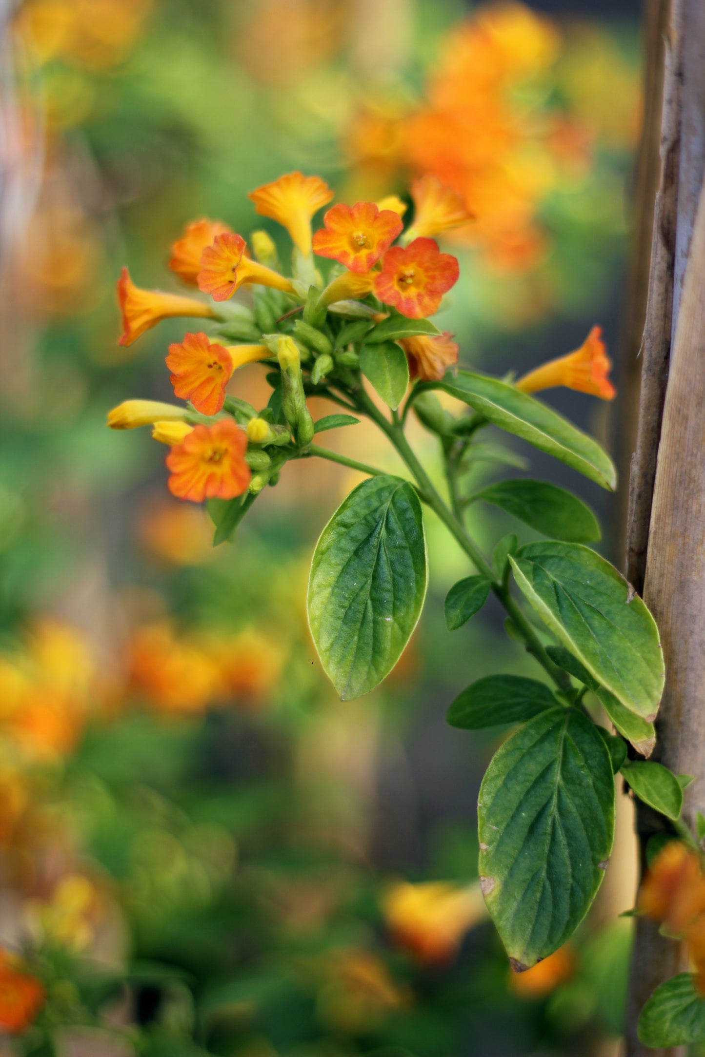 Streptosolen jamesonii