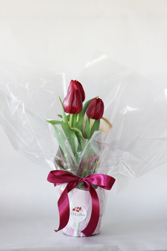 Tulipán para regalo