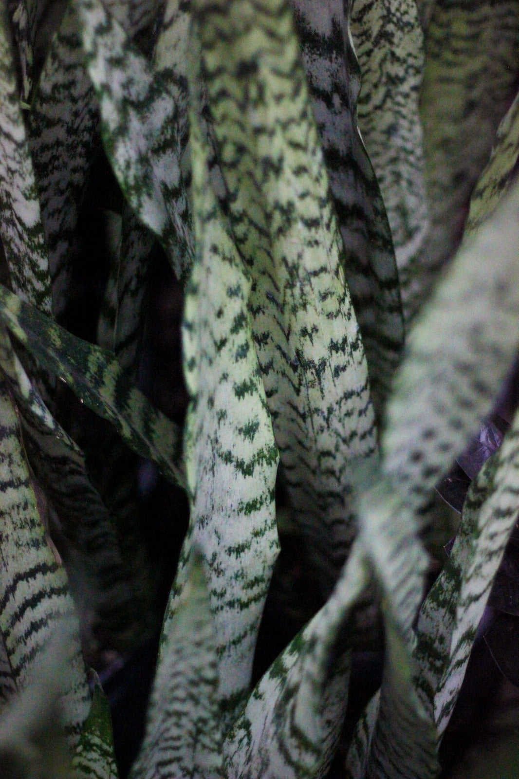 Espada de Santa Catalina