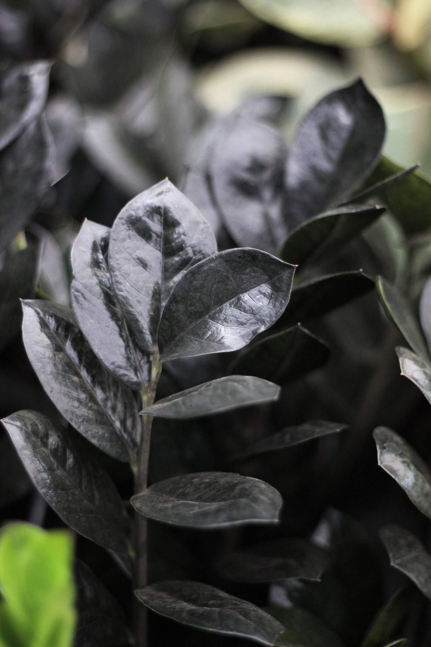 Zamioculca Raven (follaje negro)