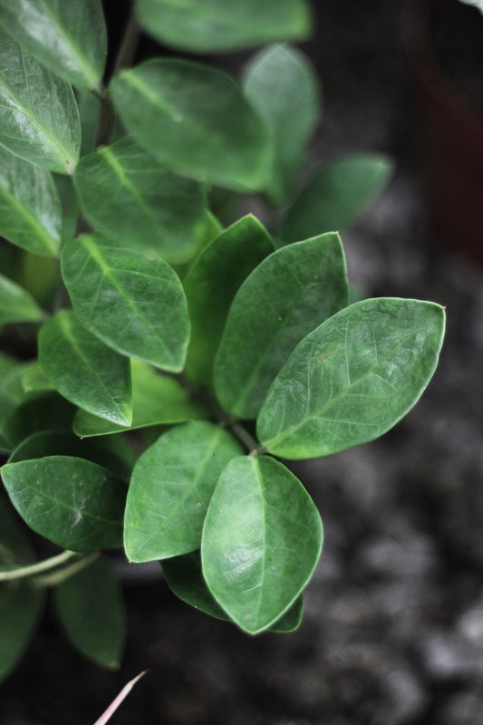 Zamioculca follaje verde